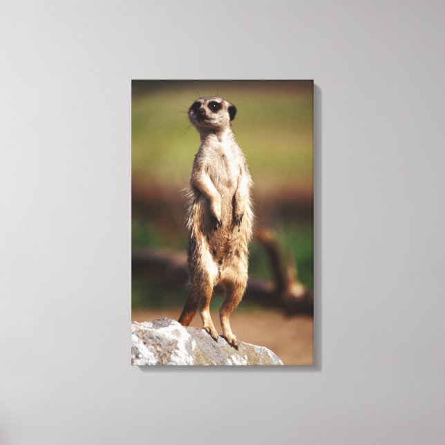 slender-tailed meerkat canvas print (Front)
