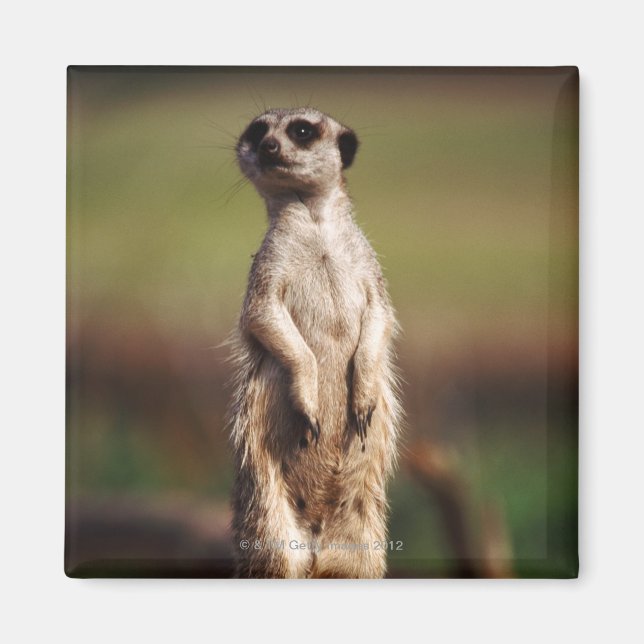 slender-tailed meerkat magnet (Front)