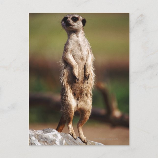 slender-tailed meerkat postcard (Front)