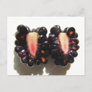 Sliced Blackberry ~ postcard