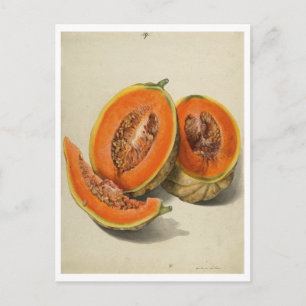Sliced cantaloupe melon illustration postcard