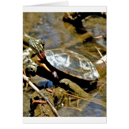 Slider Turtle (Front)