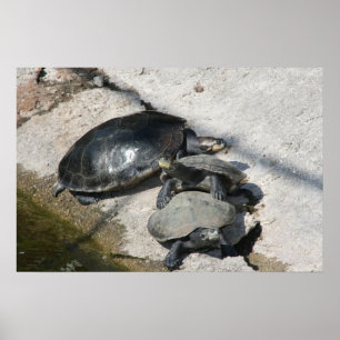 Slider turtles in a row photo poster