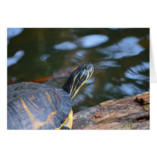 slider water turtle head out of shell cards (Front Horizontal)