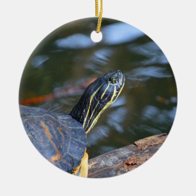 slider water turtle head out of shell ceramic ornament (Front)