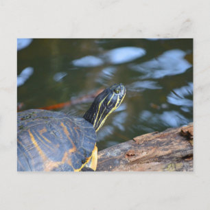slider water turtle head out of shell postcard