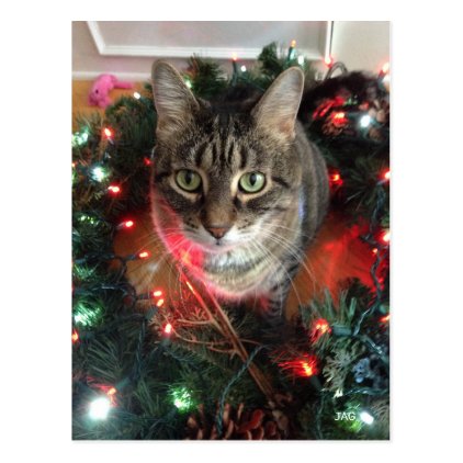 Slim Kitty Holiday Wreath Postcard