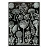 Slime Moulds (Front)