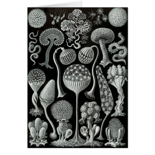 Slime Moulds Cards (Front)