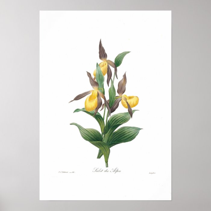 Slipper Orchid Print