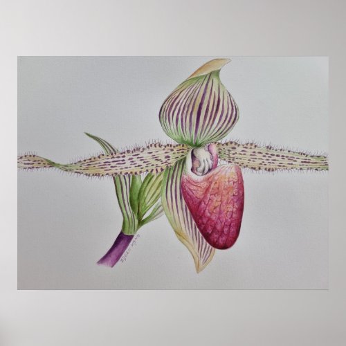 Slipper Orchid WaTercolor Art Print