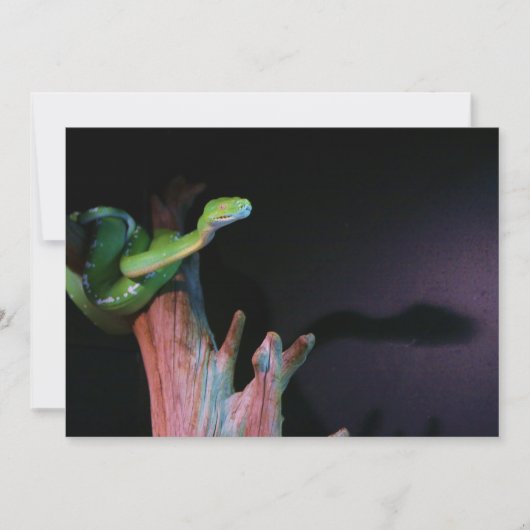 Slithering Green Tree Boa (Front)