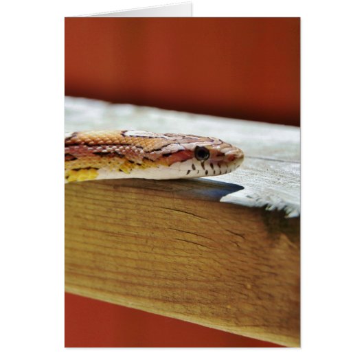 Slithering Red Corn Snake Cards (Front)
