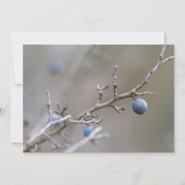 Sloe Berries Nature Photo Card (Front)