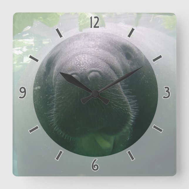 Sloppy Manatee Clock square (Front)