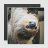 Sloth 005 (Front/Back)