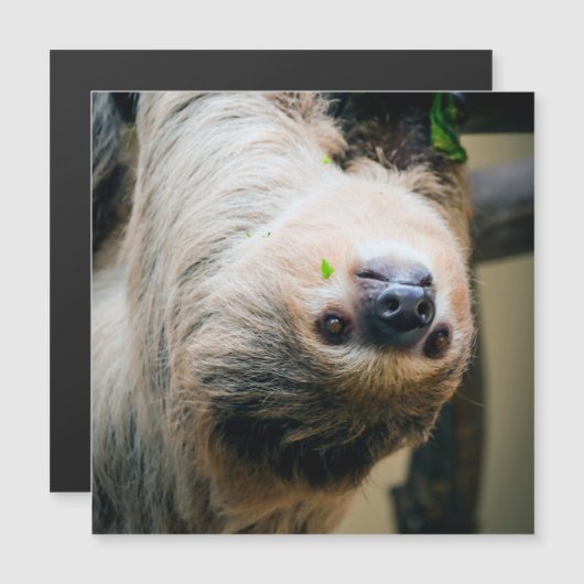 Sloth 005 (Front/Back)