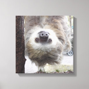 Sloth 12" x 12" Canvas Print