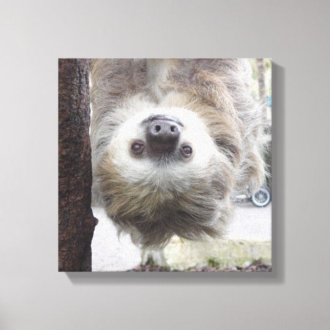 Sloth 12" x 12" Canvas Print (Front)