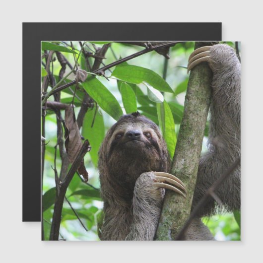Sloth_20171101_by_JAMFoto (Front/Back)