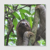 Sloth_20171101_by_JAMFoto (Front)
