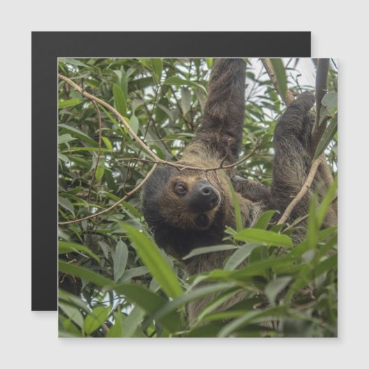 Sloth_20171103_by_JAMFoto (Front/Back)