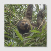 Sloth_20171103_by_JAMFoto (Front)