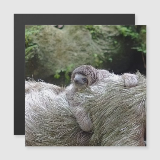 Sloth_20171104_by_JAMFoto (Front/Back)