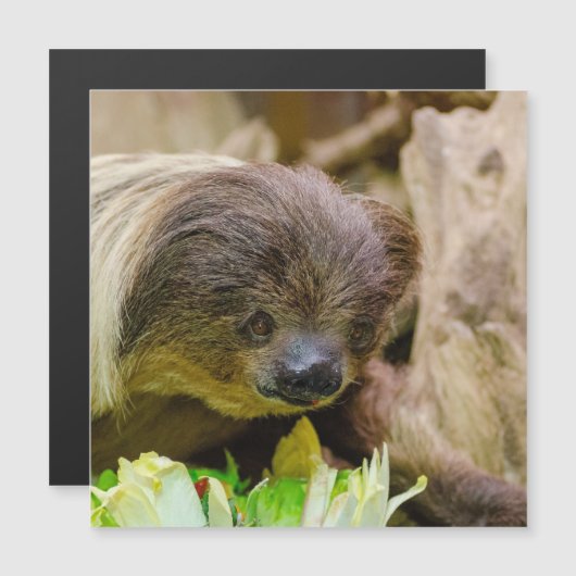 Sloth_20171107_by_JAMFoto (Front/Back)