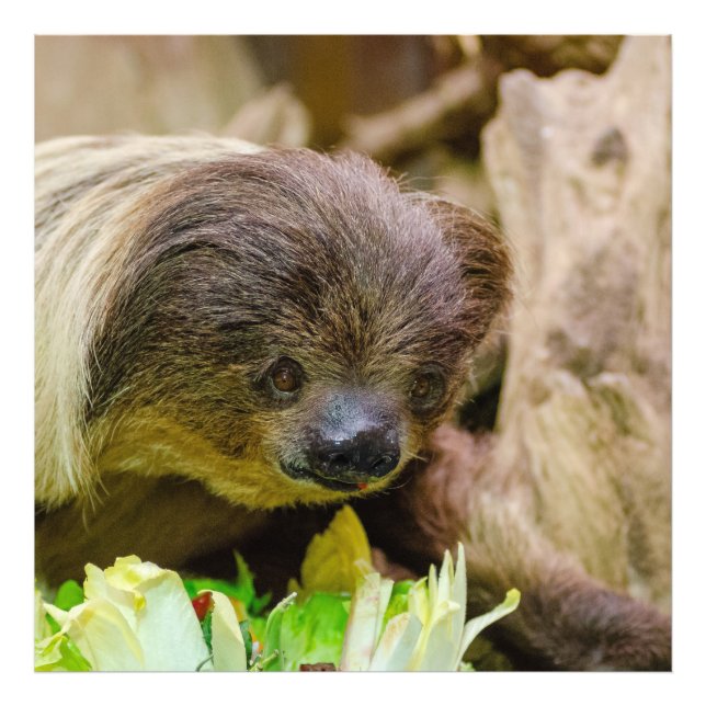 Sloth_20171107_by_JAMFoto Photo Print (Front)
