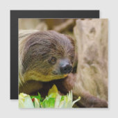 Sloth_20171108_by_JAMFoto (Front/Back)