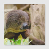 Sloth_20171108_by_JAMFoto (Front)