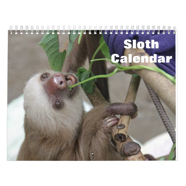 Sloth 2024 calendar Zazzle