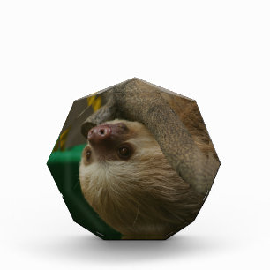 Sloth Award