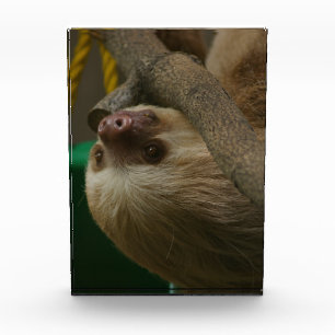 Sloth Award