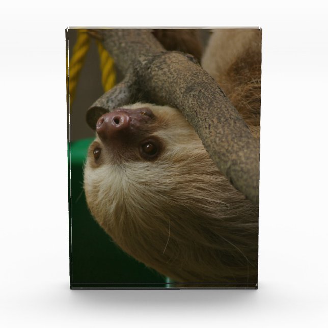 Sloth Award (Front)