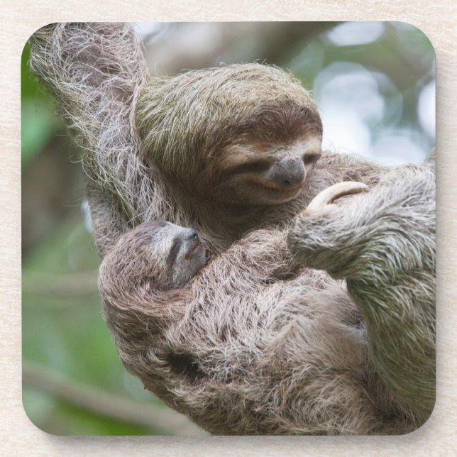 Sloth Baby with Mother Hanging from a Tree Beverage Coaster (Front)