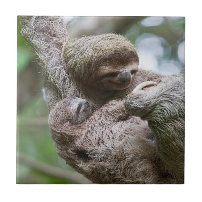 Sloth Baby with Mother Hanging from a Tree Ceramic Tile (Front)
