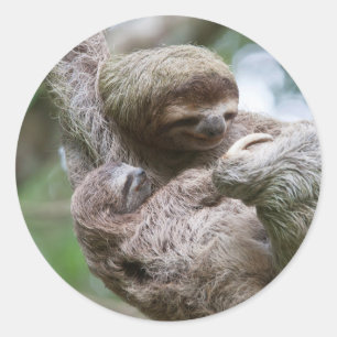 Sloth Baby with Mother Hanging from a Tree Classic Round Sticker