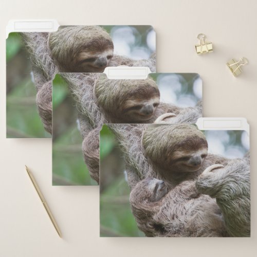 Sloth Baby with Mother Hanging from a Tree File Folder