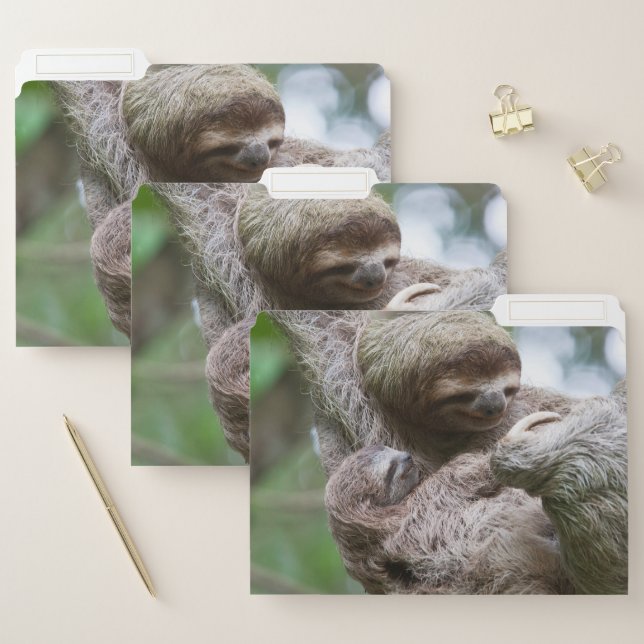 Sloth Baby with Mother Hanging from a Tree File Folder (Set)