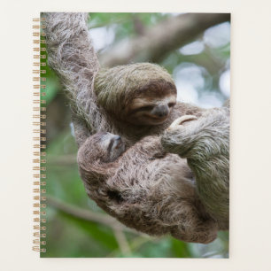 Sloth Baby with Mother Hanging from a Tree Planner