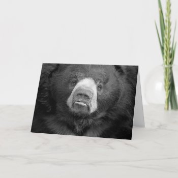 Sloth Bear #1-greeting Card by rgkphoto at Zazzle