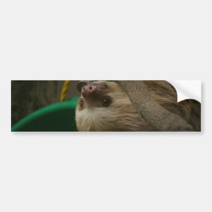 Sloth Bumper Sticker