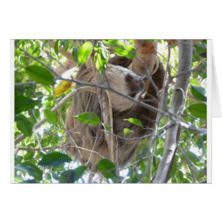 sloth cards
