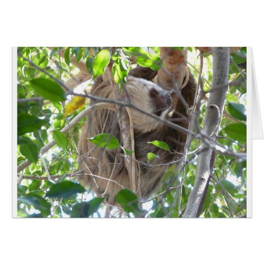 sloth cards (Front Horizontal)