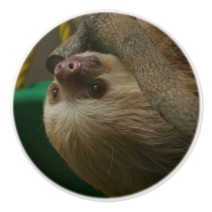 Sloth Ceramic Knob