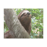Sloth Climbing Postcard