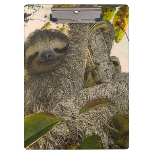 sloth clipboard