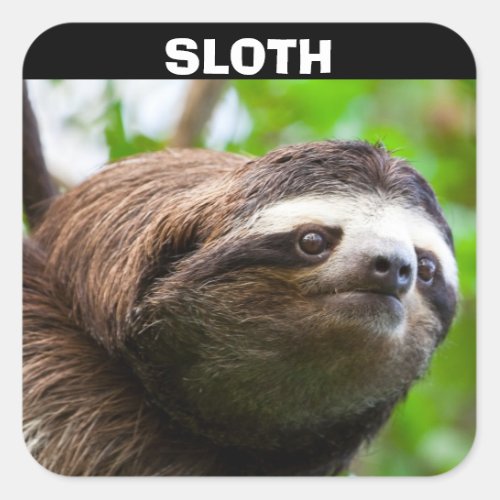 Sloth Face Square Sticker